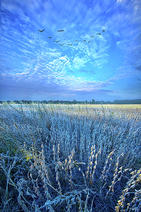 Adversity Tempers the Human Heart to Discover its Real Worth by Phil Koch Adversity Tempers the Human Heart to Discover its Real Worth by Phil Koch
